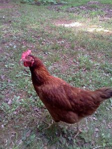 brown chicken in short grass.