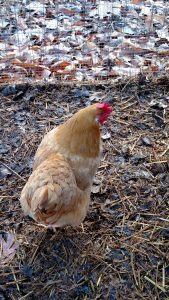 cream colored chicken in dirt.