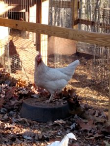 white chicken standing on waterer.