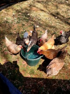 chickens of all different colors drinking out of a green water bucket in the sunshine.