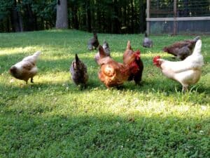 pretty chickens of all colors pecking around in the green grass.