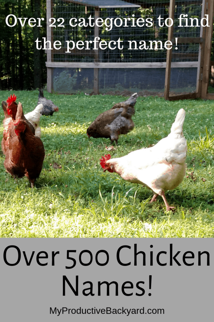 Over 500 Chicken Names!  “What could I name my chicken?”