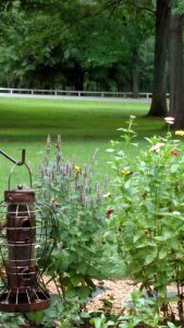 agastache and zinnias in flower garden.