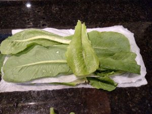 lettuce layered between damp paper towels.