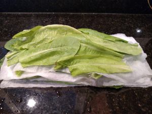 lettuce layered between damp paper towels.