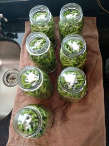 looking down at the tops of 7 quart canning jars with green beans and salt in them.