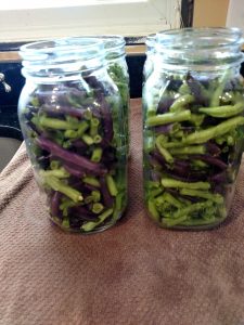 2 canning jars full of green and purple green beans.