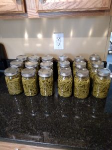 18 beautiful jars of green beans on the counter.