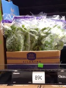 Cilantro