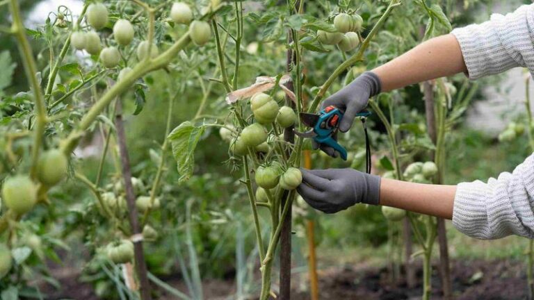 Prune Your Tomatoes This One Way And Grow The Biggest, Healthiest Fruit You’ve Ever Picked
