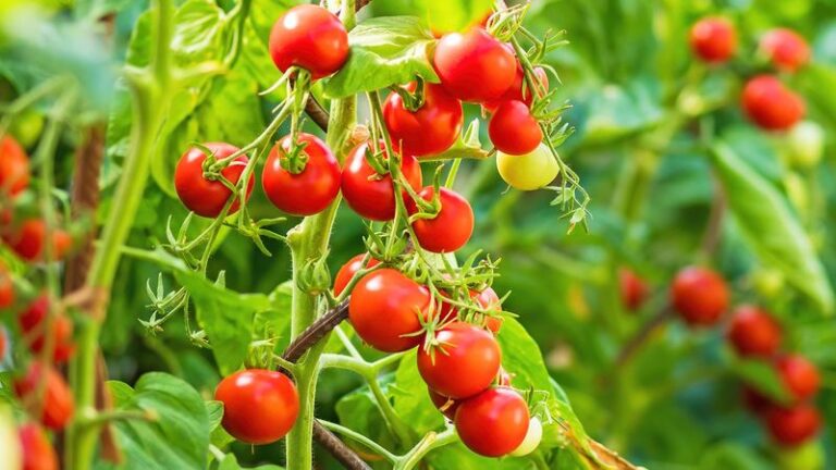 17 One-Ingredient Feeds From Your Kitchen That Fatten Up Tomatoes Fast