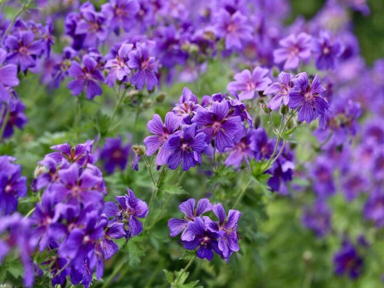 15 Tips For Planting And Caring For Perennial Geraniums So They Bloom Stronger And Longer