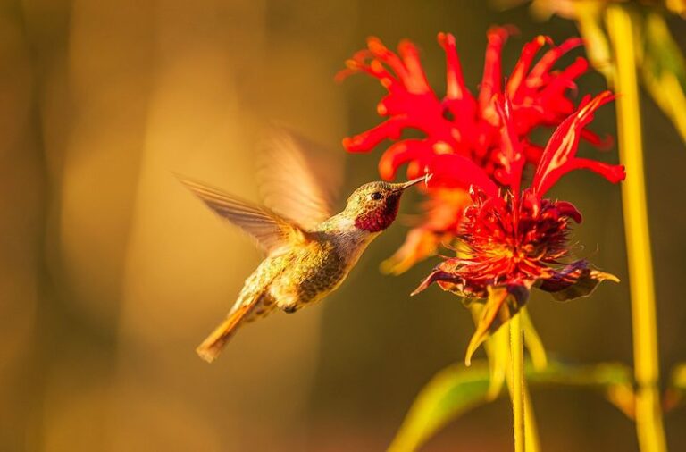 9 Bright Red Flowers Hummingbirds Dive For The Second They Spot Them In Your Yard