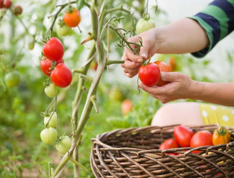 13 Tomato Tips That Actually Boost Your Late-Summer Harvest (And 2 That Are Totally Useless)