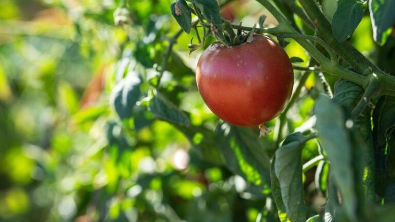 Everything You Do Now Decides Your Tomato Harvest Long Before The First Fruit Shows