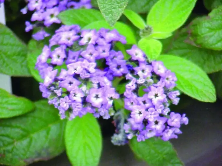 Grow This Magical Purple Flower And Your Whole Garden Will Smell Like Fresh Cherry Pie