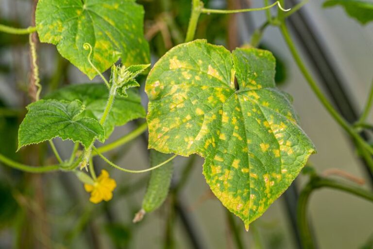 Your Yellowing Cucumber Leaves Are A Warning Sign – Here’s What They’re Telling You In Late Summer
