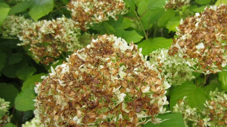 8 Reasons Your Hydrangea Blooms Are Turning Brown-And What Each One Is Warning You