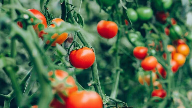 17 Tomato Feeding Tricks For Late July That Keep Hungry Plants From Stalling