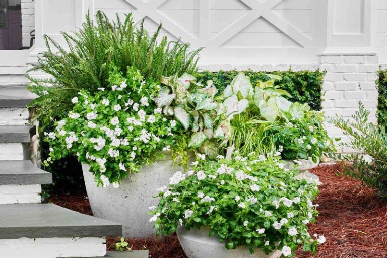 14 Summer-Long Bloomers You Can Still Drop Into Containers Right Now For Color Into Fall