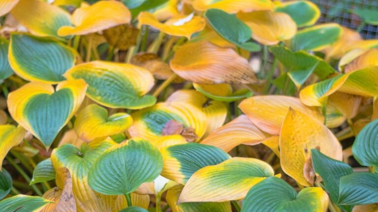 7 Things To Do With Your Hostas Once The Leaves Start Fading (Most Gardeners Skip The One That Matters Most)