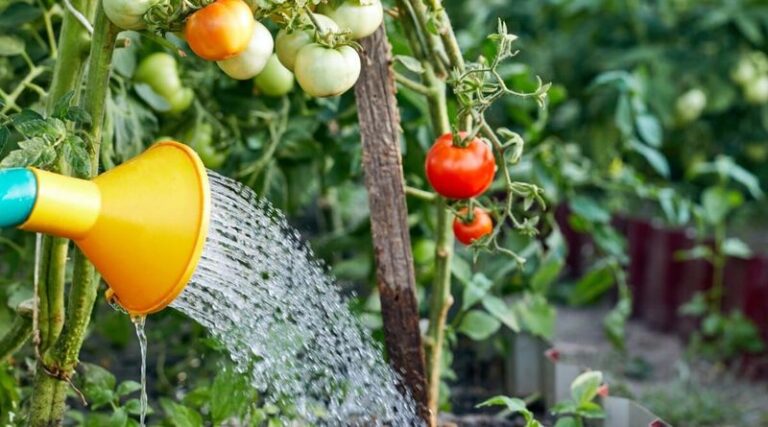 The One Watering Change That Finally Gives Your Tomatoes Their Best Yield