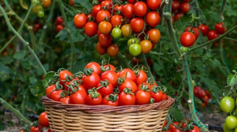 13 Tomato Tips That Actually Boost Your Late-Summer Harvest (And 2 That Just Waste Your Time)