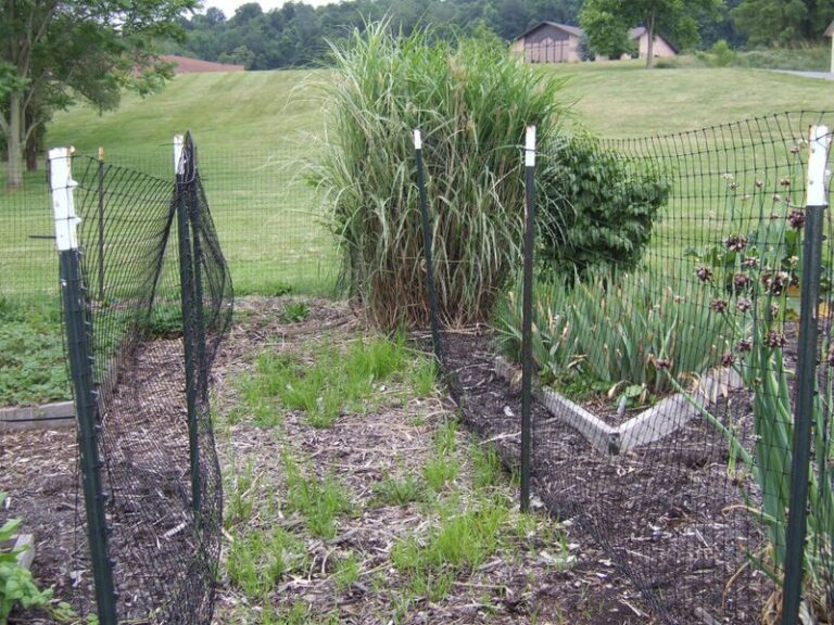 If Deer Keep Devouring Your Tomato Plants, These 16 Fixes Make Your Garden Less Inviting