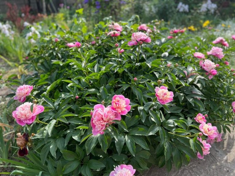 7 Things To Do With Peonies After They Bloom (Most Gardeners Skip The One That Matters Most)