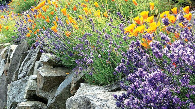 Grow These 10 Beautiful Plants And Keep Mosquitoes Out Of Your Yard All Summer