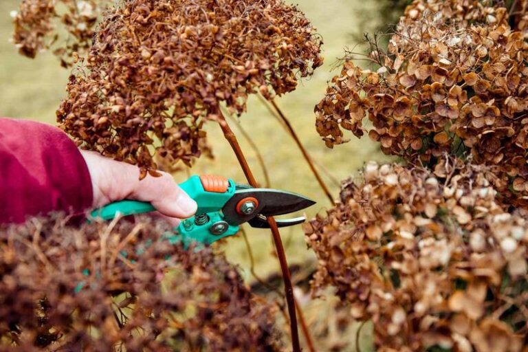 If your hydrangeas look healthy but barely bloom, the problem is usually a few pruning mistakes
