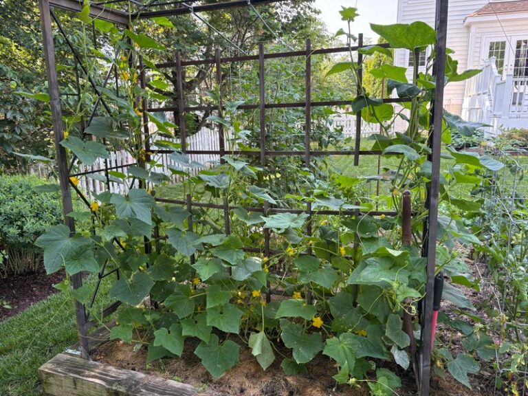 8 Reasons Your Cucumber Vines Keep Climbing But Stop Giving You Cucumbers