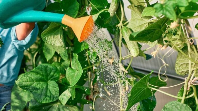 The Cucumber Watering Mistake That Turns Your Fruit Bitter – And How To Get Sweeter Ones