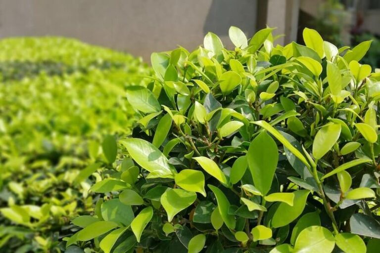 20 Fast-Growing Shrubs That’ll Make Your Yard The Talk Of The Block By Next Spring