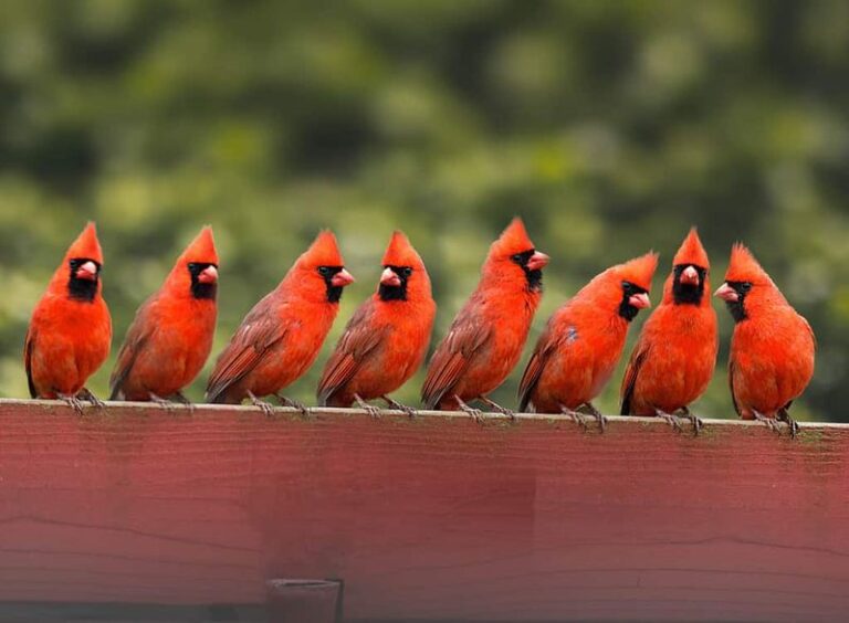 If You Want Cardinals To Actually Stay In Your Yard, Give Them These 5 Reasons Not Just A Feeder