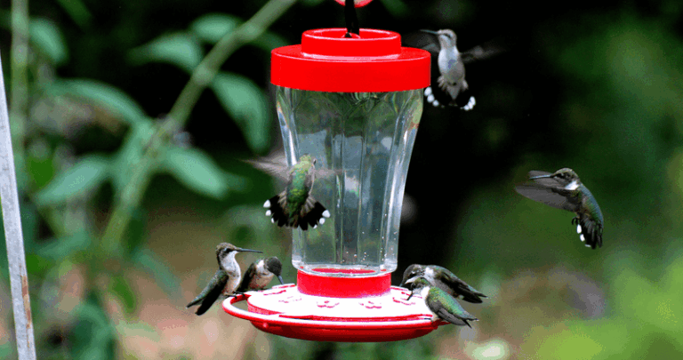 Hummingbirds Notice More Than Nectar – Here’s The Surprising Reason They Stopped Coming To Your Yard