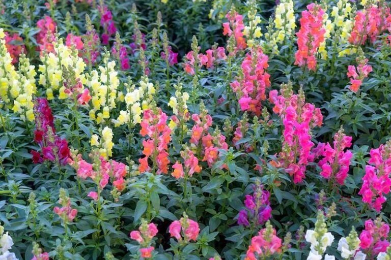 12 Fast-Growing Annuals You Can Still Plant Right Now For A Burst Of Late-Summer Color