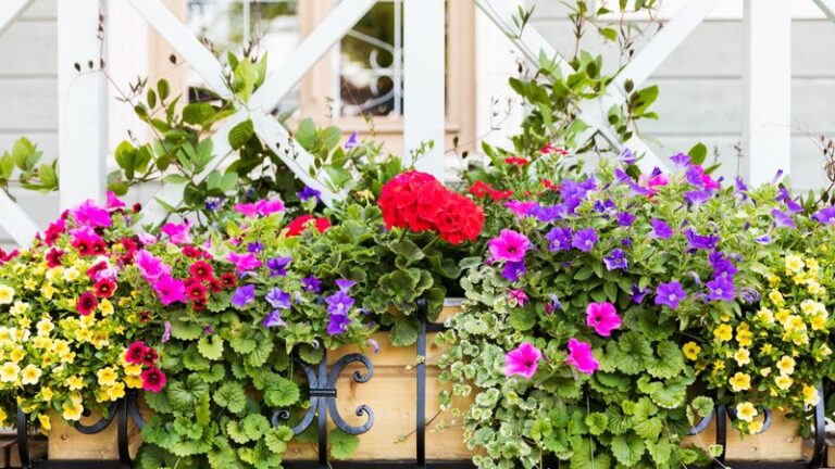 20 Annuals That Bloom Nonstop From Spring All The Way To Fall