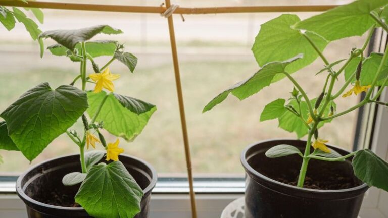 16 Genius Tricks For Growing Perfect Cucumbers In Pots (Plus 4 Mistakes That Ruin Them)