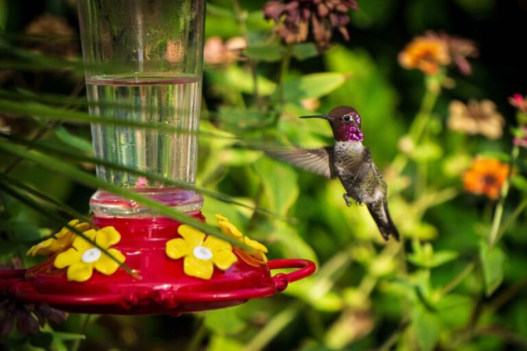12 Sugar-Water Alternatives That Bring Hummingbirds Flocking (And 6 You Should Never Offer)