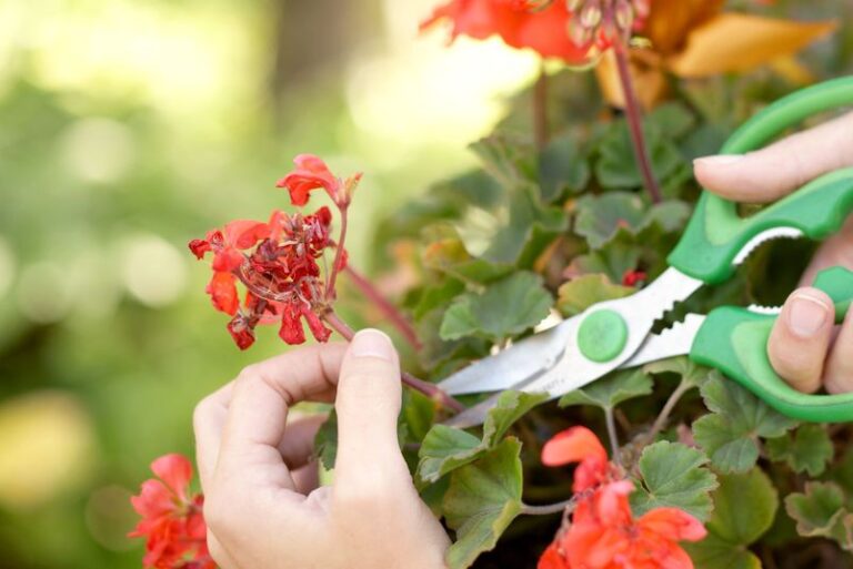 The One Simple Move That Wakes Up A Tired Geranium And Floods It With New Blooms