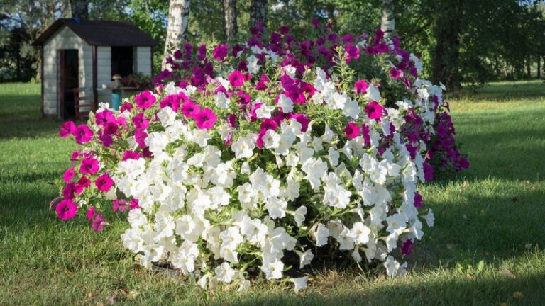 16 Tips For Growing A Full, Stunning Field Of Petunias That Stays Healthy All Season