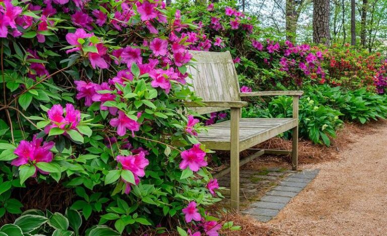 10 Flowering Shrubs That Actually Get More Spectacular Every Single Year You Grow Them