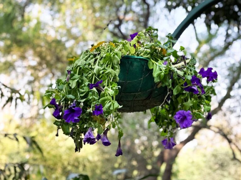 5 Reasons Your Hanging Petunias Wilt By Afternoon-And What To Do Before Midday