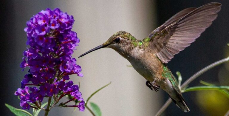 11 Purple Flowers Hummingbirds Simply Can’t Resist In Your Backyard