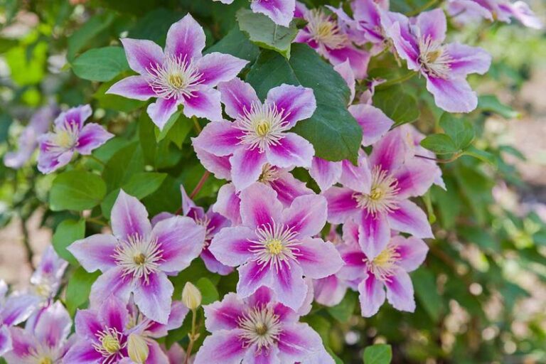 7 Reasons Your Clematis Refuses To Bloom – And The Simple Fix For Each One