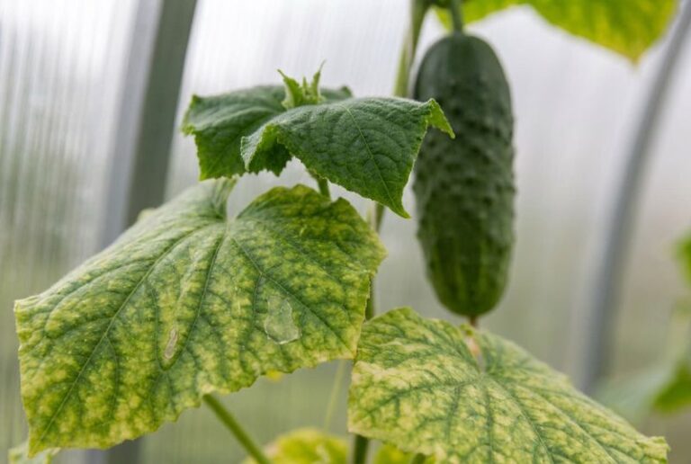 Your Yellowing Cucumber Leaves Are The First Warning Something In Your Routine Is Off