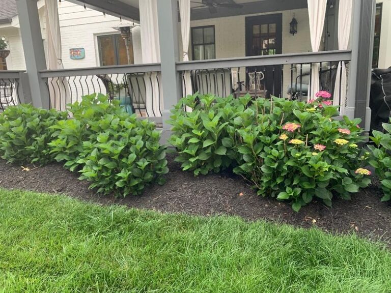 Your Hydrangeas Look Healthy And Green But Still Refuse To Flower – Here’s The Real Reason