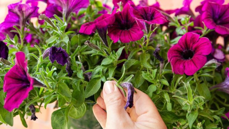 The One Deadheading Mistake That’s Quietly Stopping Your Petunias From Reblooming