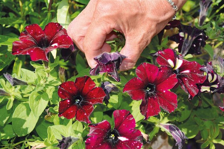 One Simple Petunia Trick That May Help Keep Fresh Blooms Coming Through Summer